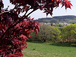 Maple Tree in full glory